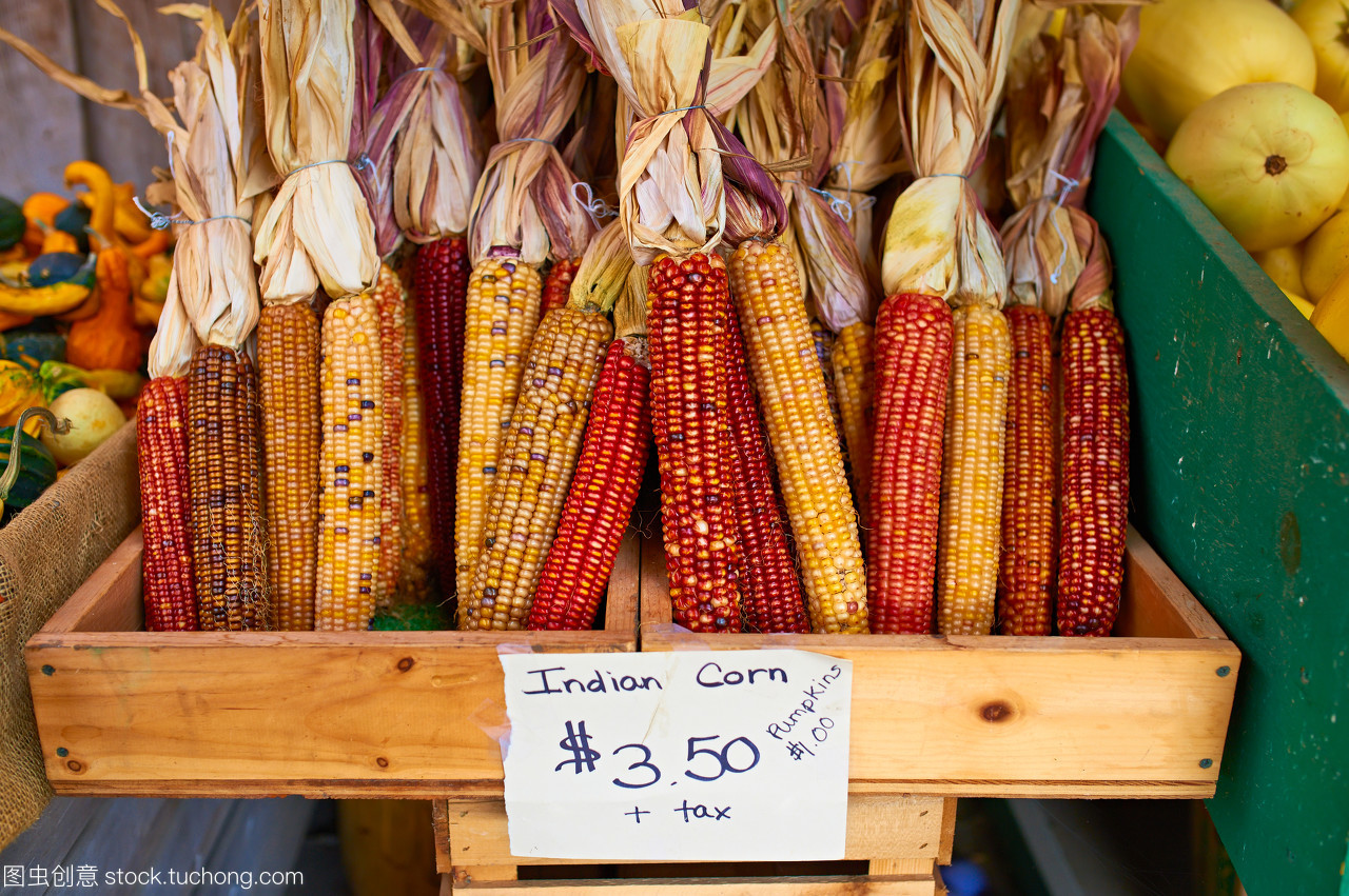 秋收感恩 印度農場的多彩谷物